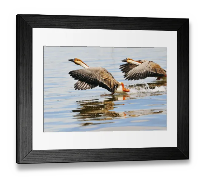 Framed Print : Swan goose (Anser cygnoides)