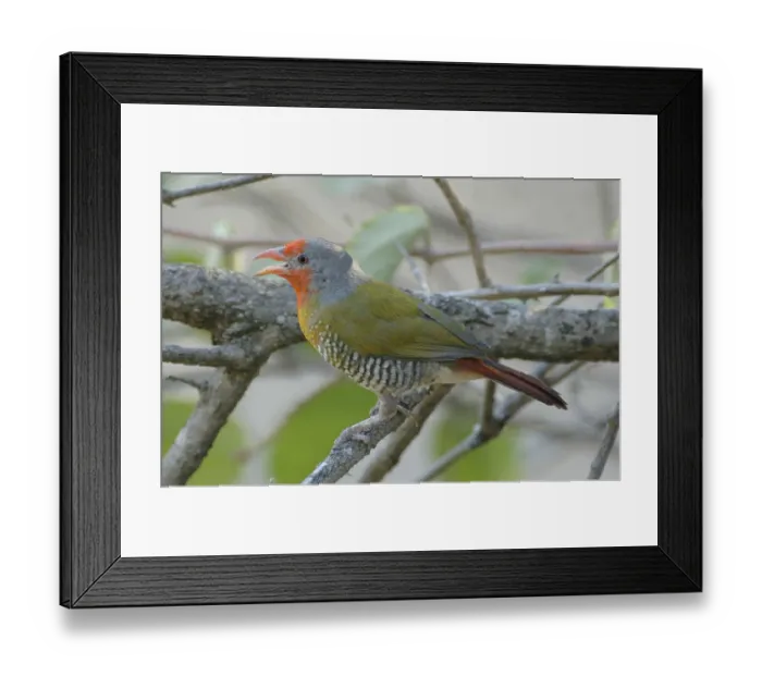 Framed Print : Coloured branch (Pytilia melba) Framed Print : Coloured branch (Pytilia melba)