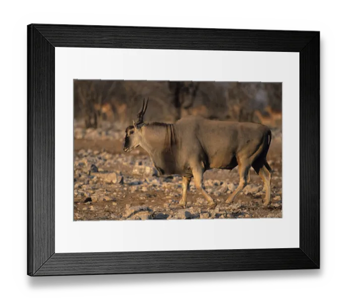 Framed Print : Eland (Taurotragus oryx), Etosha National Park Framed Print : Eland (Taurotragus oryx), Etosha National Park