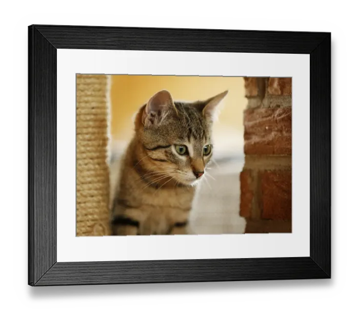Framed Print : Brown tabby cat, 4 months, sitting in a cat tree Framed Print : Brown tabby cat, 4 months, sitting in a cat tree