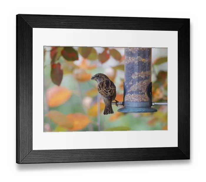 Framed Print : Sparrow eating seeds from a feeder Framed Print : Sparrow eating seeds from a feeder