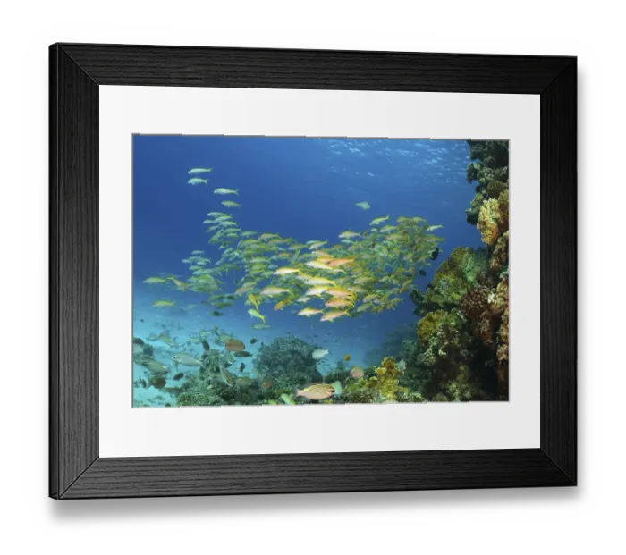 Framed Print : Yellowfin goatfish (Mulloidichthys vanicolensis) Framed Print : Yellowfin goatfish (Mulloidichthys vanicolensis)