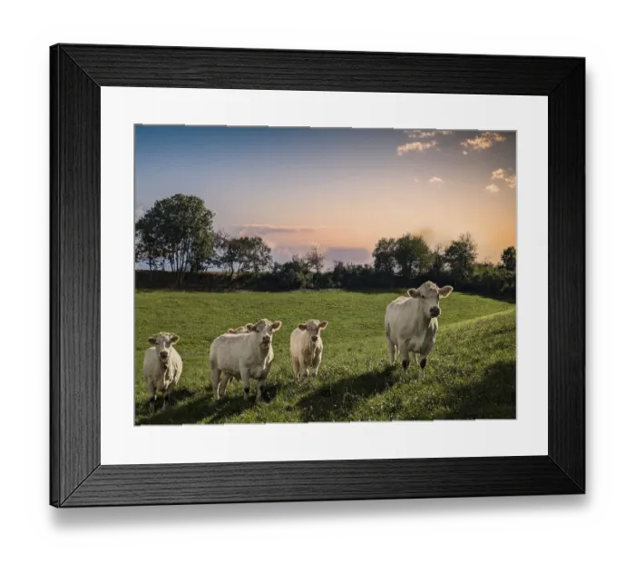 Framed Print : Species-appropriate animal husbandry