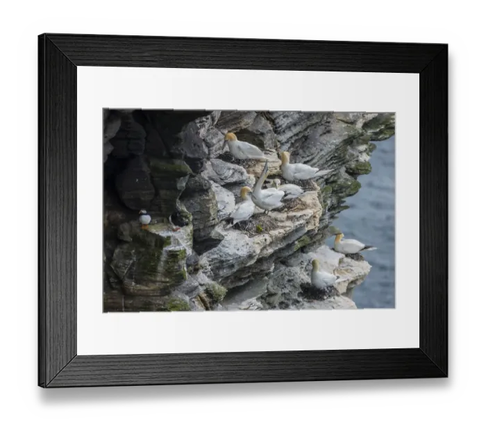 Framed Print : Northern gannet (Morus bassanus) in a breeding colony
