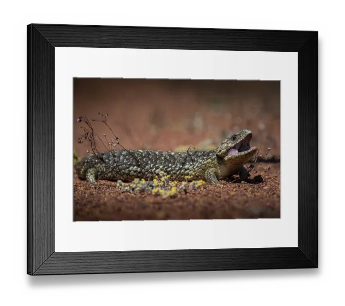 Framed Print : Blue-tongued skink or shingle-backed skink Framed Print : Blue-tongued skink or shingle-backed skink