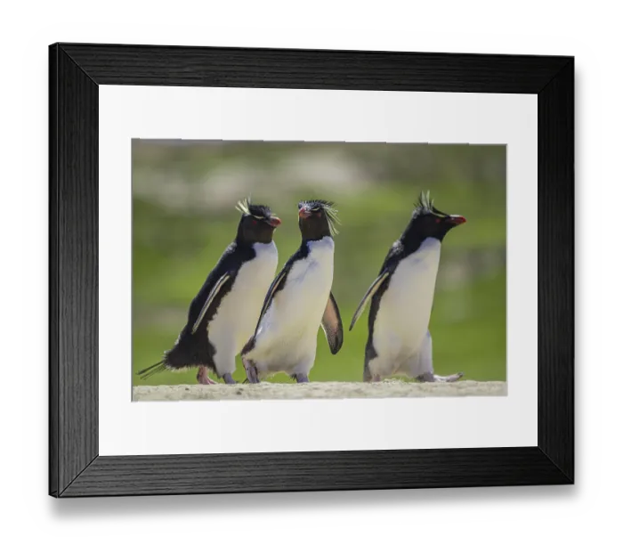 Framed Print : Rockhopper penguins (Eudyptes chrysocome) on the way to their colony