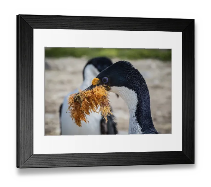 Framed Print : Blue-eyed Cormorant (Phalacrocorax atriceps) Framed Print : Blue-eyed Cormorant (Phalacrocorax atriceps)