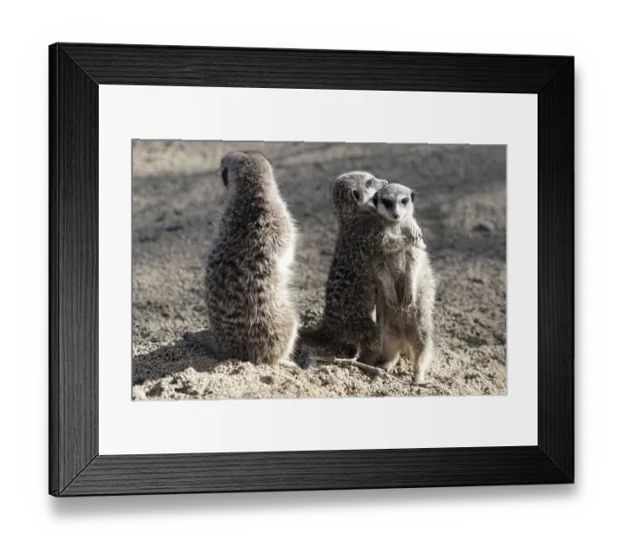 Framed Print : Two meerkats embracing and another standing apart on sandy ground