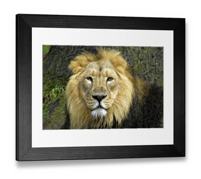 Framed Print : Lion (Panthera leo), Captive, Germany