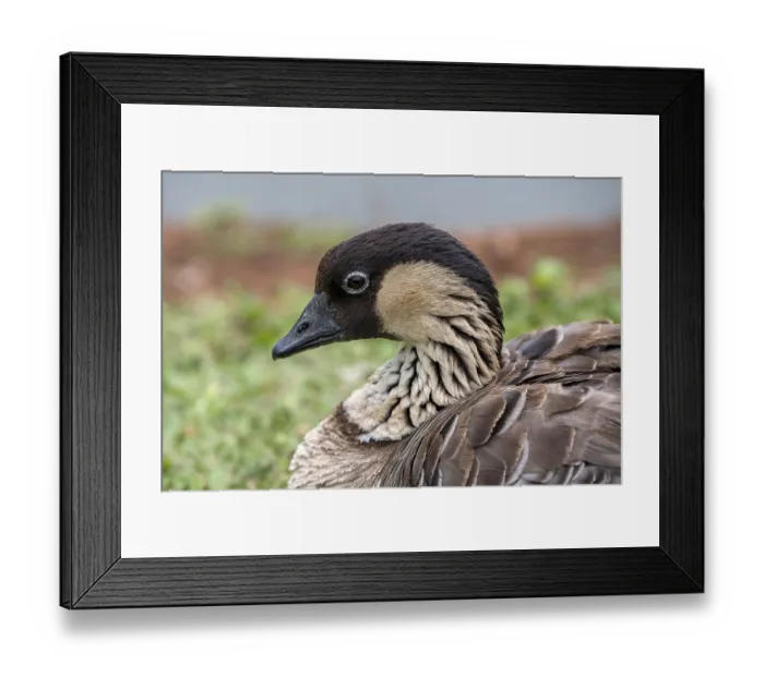 Framed Print : Hawaiian Goose, also Nene (Branta sandvicensis)