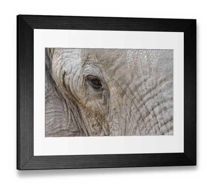 Framed Print : African elephant (Loxodonta africana)