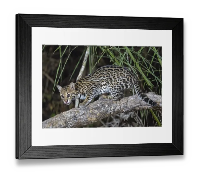 Framed Print : Ocelot (Leopardus pardalis), at night Framed Print : Ocelot (Leopardus pardalis), at night