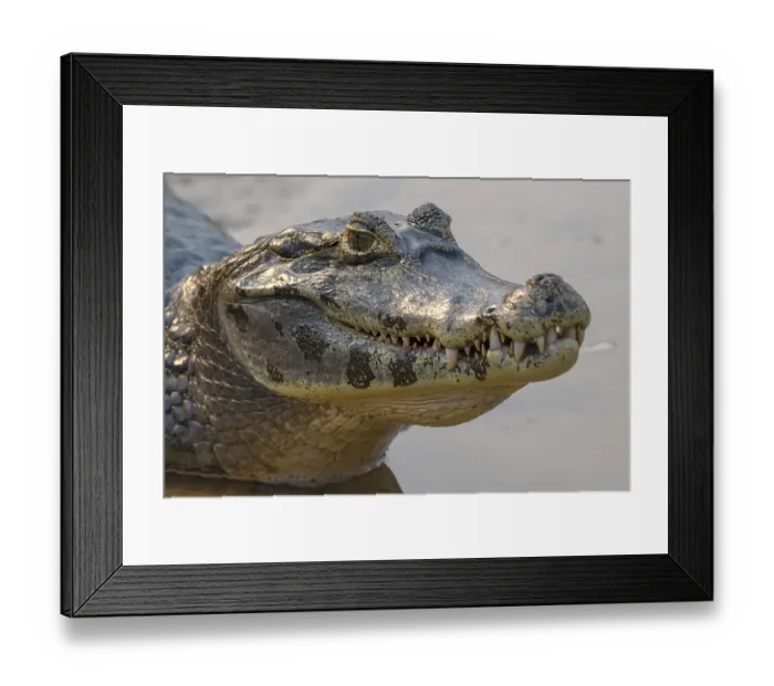 Framed Print : Caiman (Caimaninae), Crocodile (Alligatoridae) Framed Print : Caiman (Caimaninae), Crocodile (Alligatoridae)