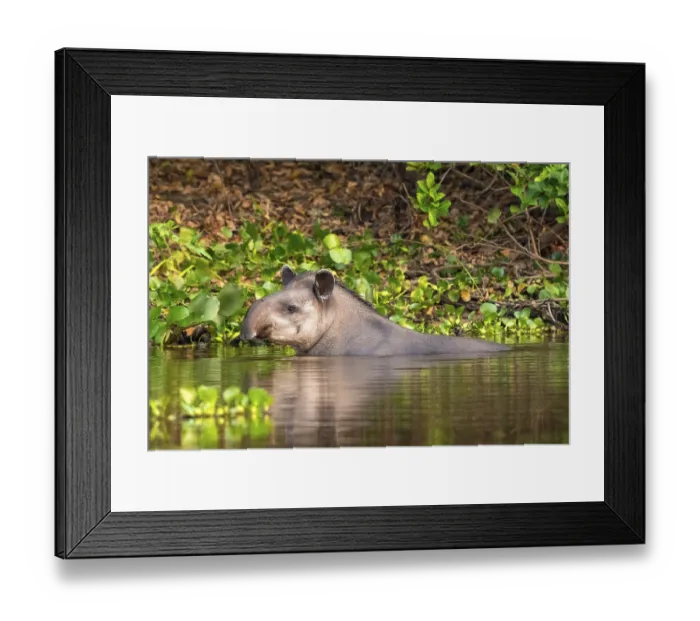 Framed Print : Lowland tapir (Tapirus terrestris)