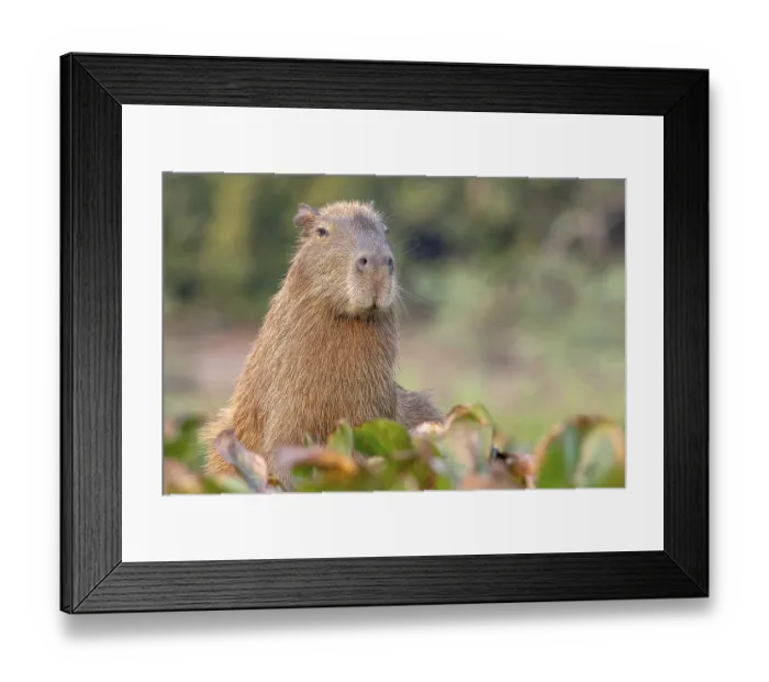 Framed Print : Capybara or capybara (Hydrochoerus hydrochaeris)