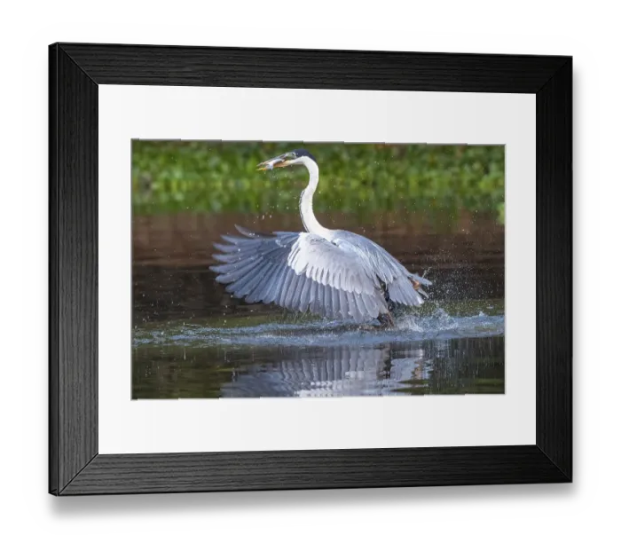 Framed Print : Cocoirei heron (Ardea cocoi), catching a fish Framed Print : Cocoirei heron (Ardea cocoi), catching a fish