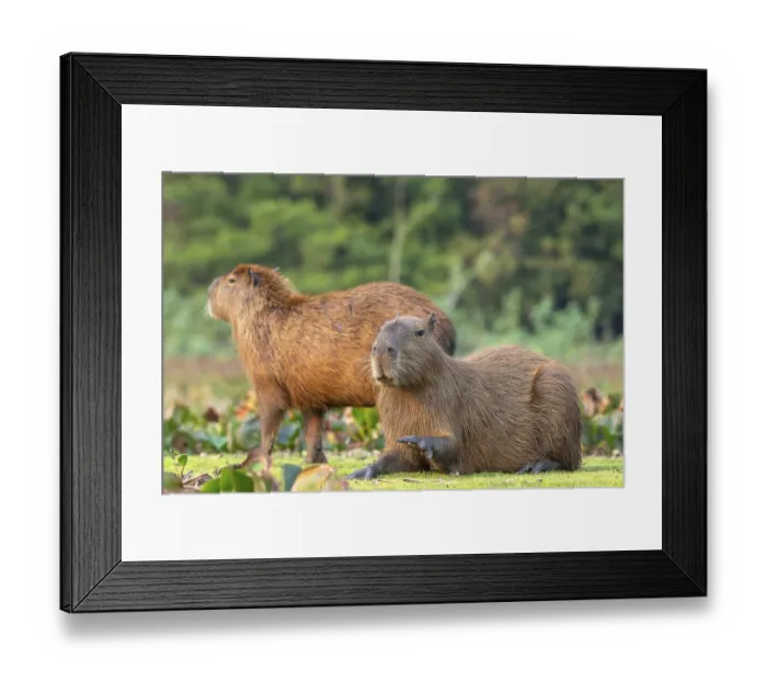 Framed Print : Capybara or capybara (Hydrochoerus hydrochaeris) Framed Print : Capybara or capybara (Hydrochoerus hydrochaeris)