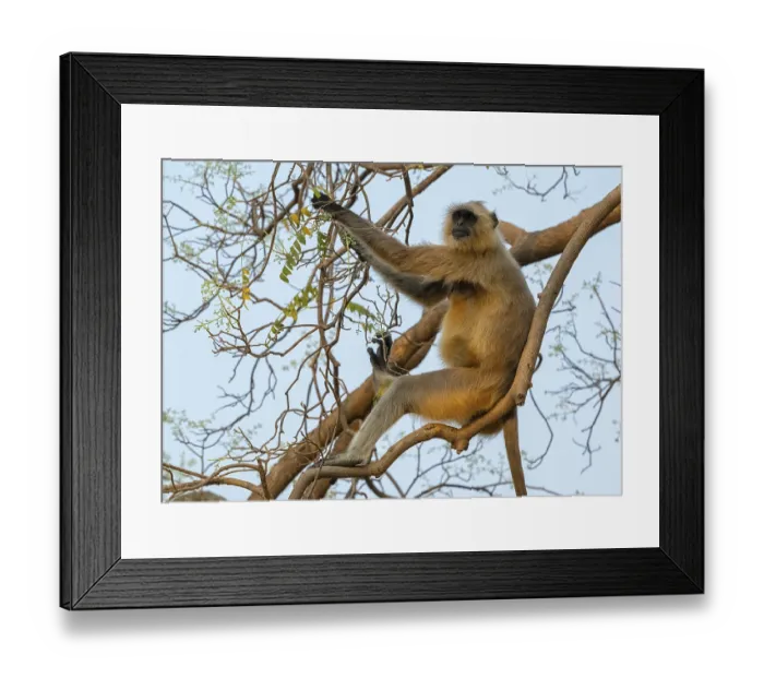 Framed Print : Northern plains gray langur (Semnopithecus entellus)
