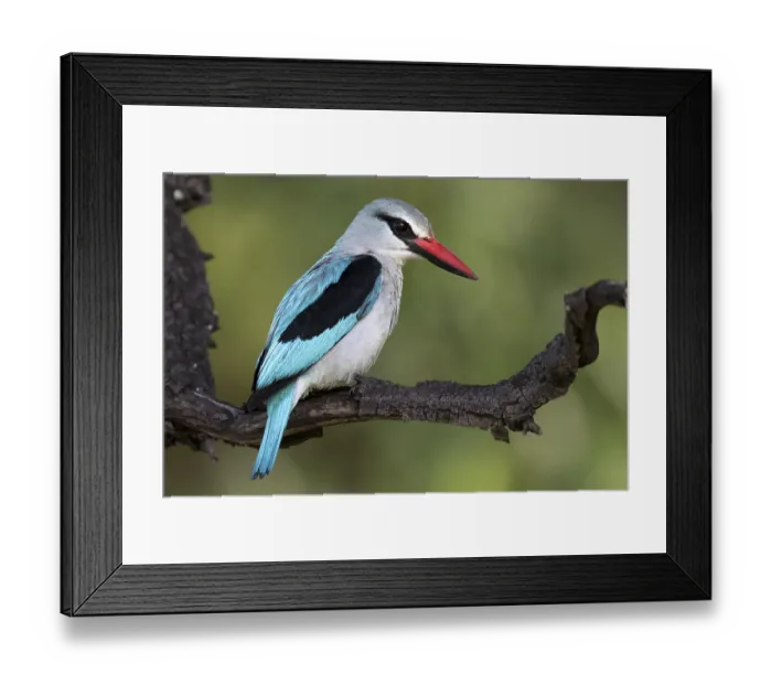 Framed Print : Senegal Kingfisher (Halcyon senegalensis) Framed Print : Senegal Kingfisher (Halcyon senegalensis)