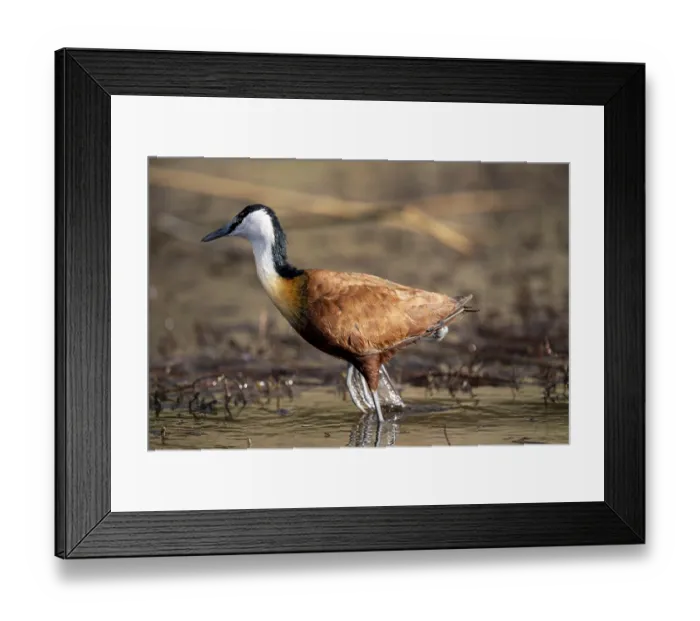 Framed Print : Blue-fronted Jacana Partridge, (Actophilornis africanus) Moremi Game Reserve