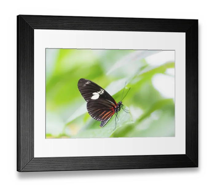 Framed Print : Macro of a Tropical Passion-vine butterfly