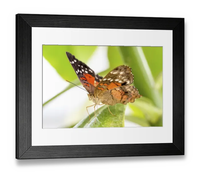 Framed Print : Tropical butterfly (Anartia amathea)