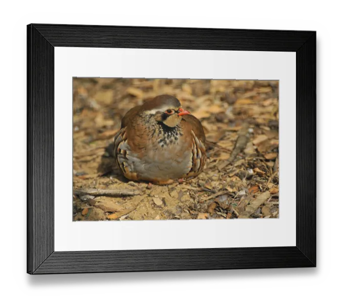 Framed Print : The Red-legged Partridge (Alectoris rufa) is a gamebird Framed Print : The Red-legged Partridge (Alectoris rufa) is a gamebird