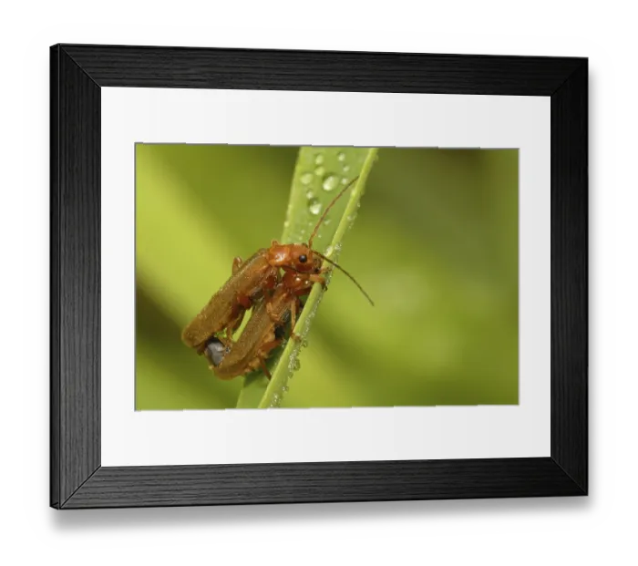 Framed Print : Common red soldier beetle (Rhagonycha fulva)