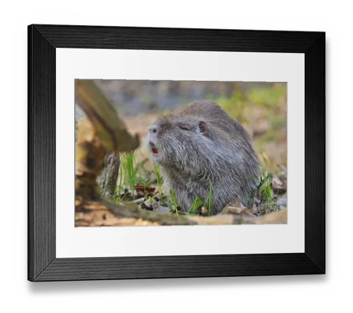 Framed Print : Nutria (Myocastor-coypus) when feeding Framed Print : Nutria (Myocastor-coypus) when feeding