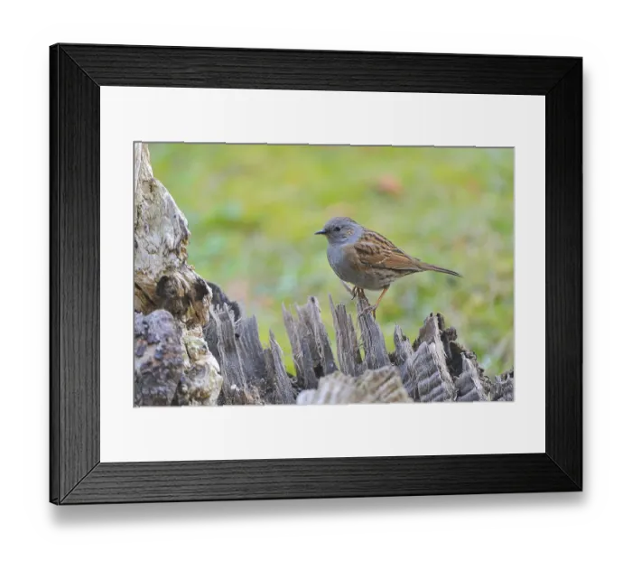 Framed Print : Dunnock (Prunella modularis), Saxony