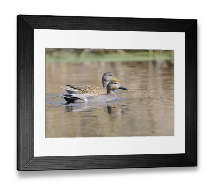 Framed Print : Gadwall ducks, Upper Lusatia, Saxony Framed Print : Gadwall ducks, Upper Lusatia, Saxony