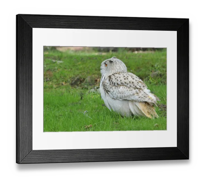 Framed Print : Bubo bubo sibiricus, Siberian eagle owl