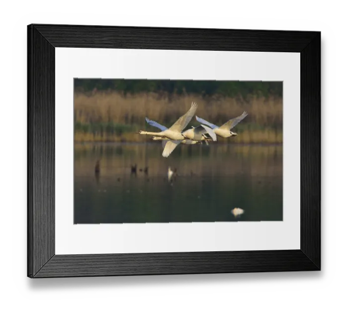 Framed Print : Mute swan family in the morning sun