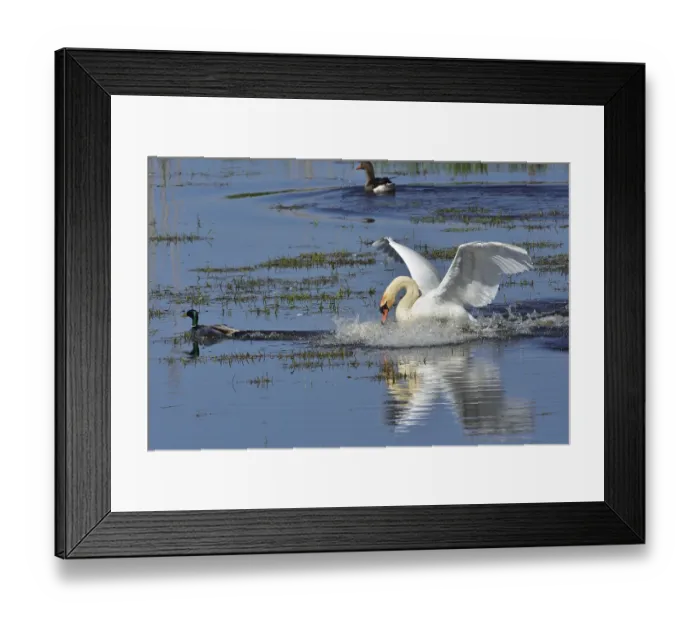 Framed Print : Mute Swan and Greylag Goose during the mating season Framed Print : Mute Swan and Greylag Goose during the mating season