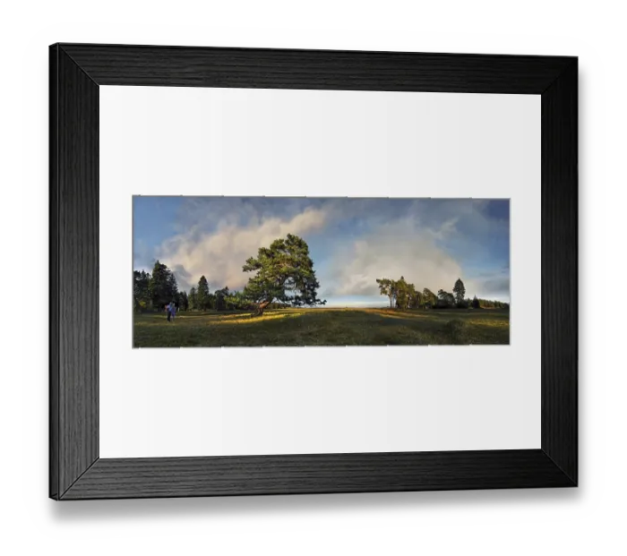 Framed Print : Old gnarled pine tree near Titting