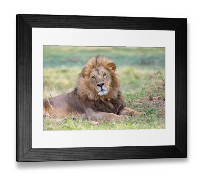 Framed Print : 7194028
