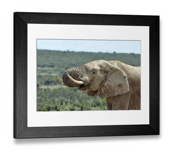 Framed Print : An African Elephant in the Addo Park