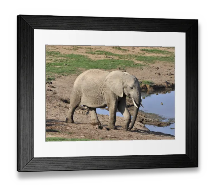 Framed Print : A female African Elephant in the Addo Park