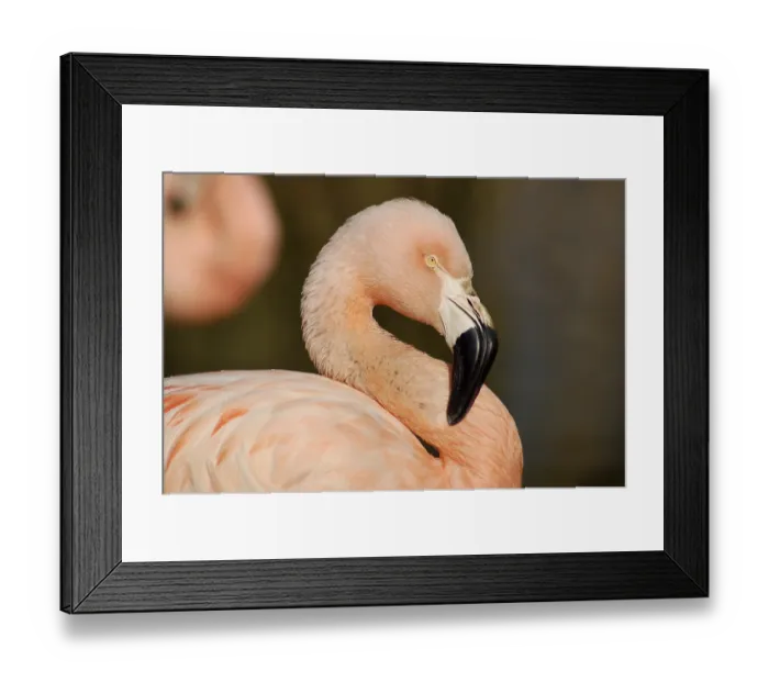 Framed Print : A flamingo bird in South Africa