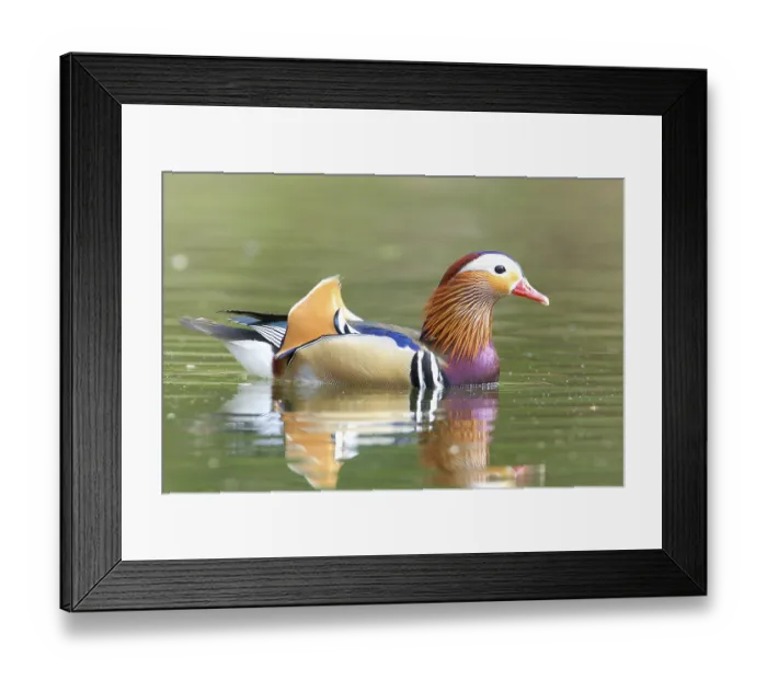 Framed Print : Male Mandarin Duck in breeding plumage