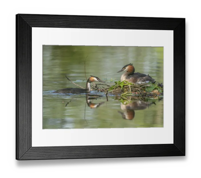 Framed Print : Great Crested Grebe (Podiceps cristatus) brooding their nest on a river