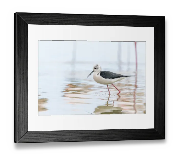 Framed Print : Black-winged stilt (Himantopus himantopus) feeding in a marsh Framed Print : Black-winged stilt (Himantopus himantopus) feeding in a marsh