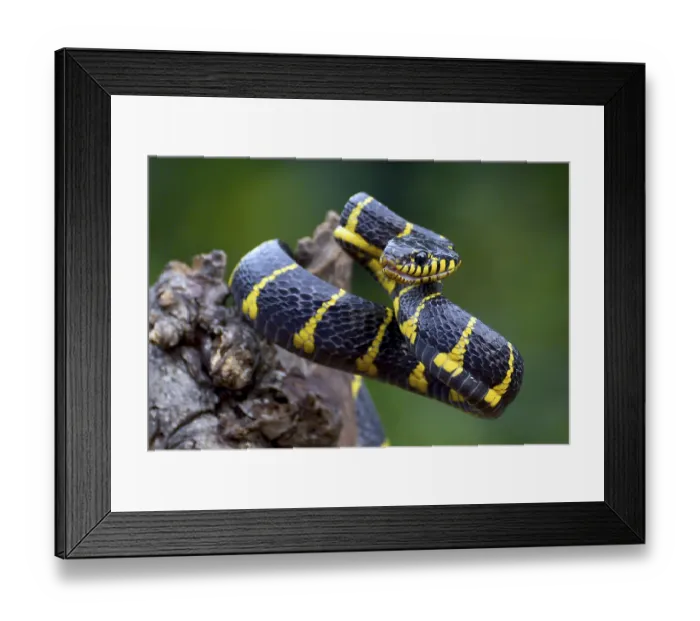 Framed Print : Boiga snake dendrophilia in defensive mode