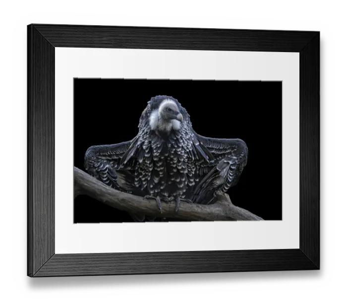 Framed Print : Ruppell's griffon vulture (Gyps rueppellii) isolated on black backgroundRuppell's griffon vulture (Gyps rueppellii) Framed Print : Ruppell's griffon vulture (Gyps rueppellii) isolated on black backgroundRuppell's griffon vulture (Gyps rueppellii)
