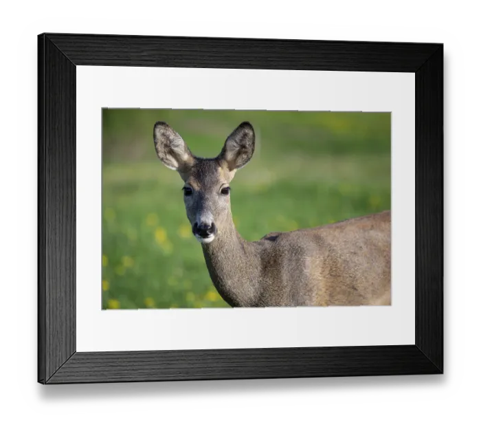 Framed Print : Roe deer in grass, Capreolus capreolus