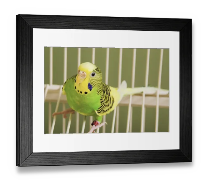Framed Print : A very colorful and exotic tropical parakeet Framed Print : A very colorful and exotic tropical parakeet