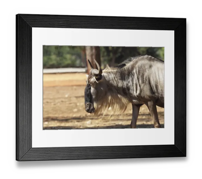 Framed Print : Magnificent animals in the Israeli zoo Safari