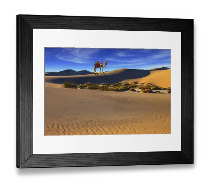 Framed Print : Camel with harness and blanket for walking tourists Framed Print : Camel with harness and blanket for walking tourists