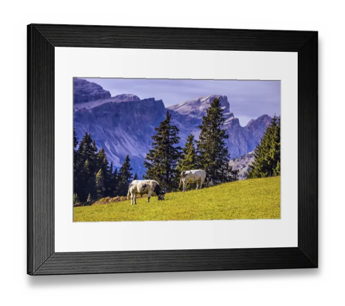Framed Print : Farm Cows grazing on a grassy hill Framed Print : Farm Cows grazing on a grassy hill