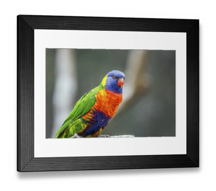Framed Print : Lori parrot - small, brightly colored in all colors of the rainbow